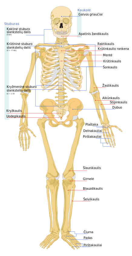Human_skeleton_front_lt.svg